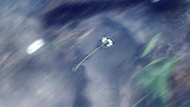 …E gli alberi cominciano a strillare