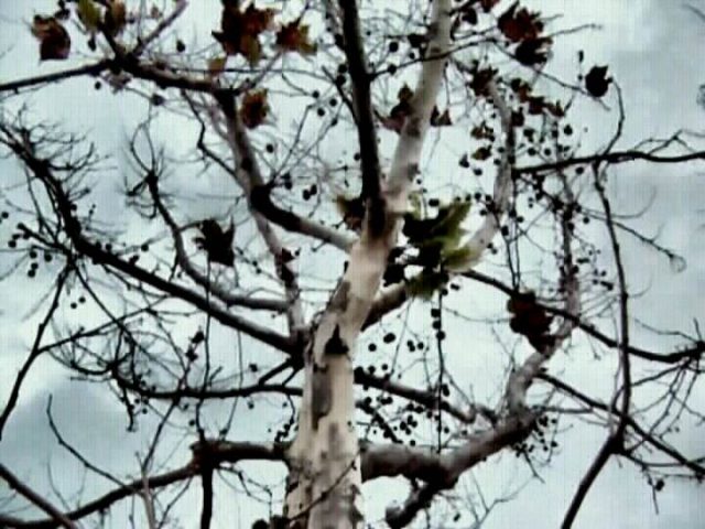 29 disappunti autunnali