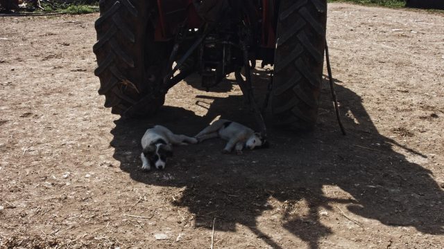 Giorni_Opere00010552