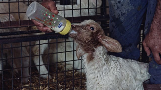 Giorni_Opere00043624