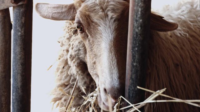 Giorni_Opere00050829