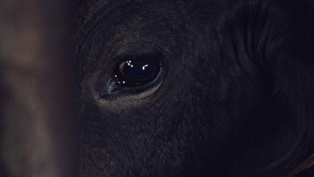 Giorni_Opere00066977