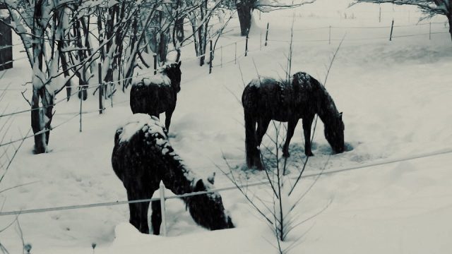 shvshp-foto-cavalli-g