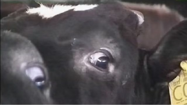 La fabbrica degli animali